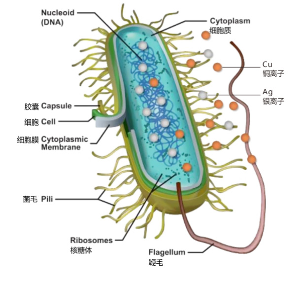 银离子+铜离子=独特的组合